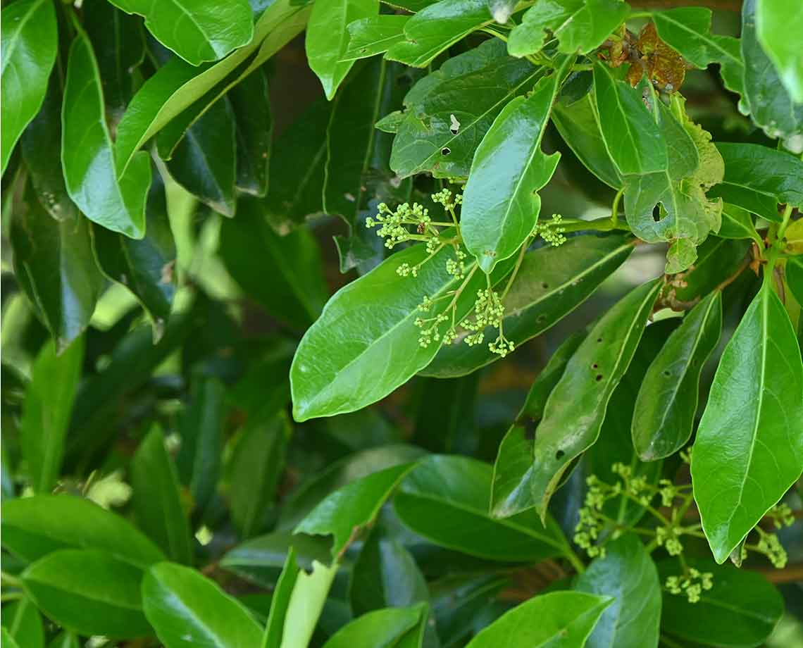 Secateurs