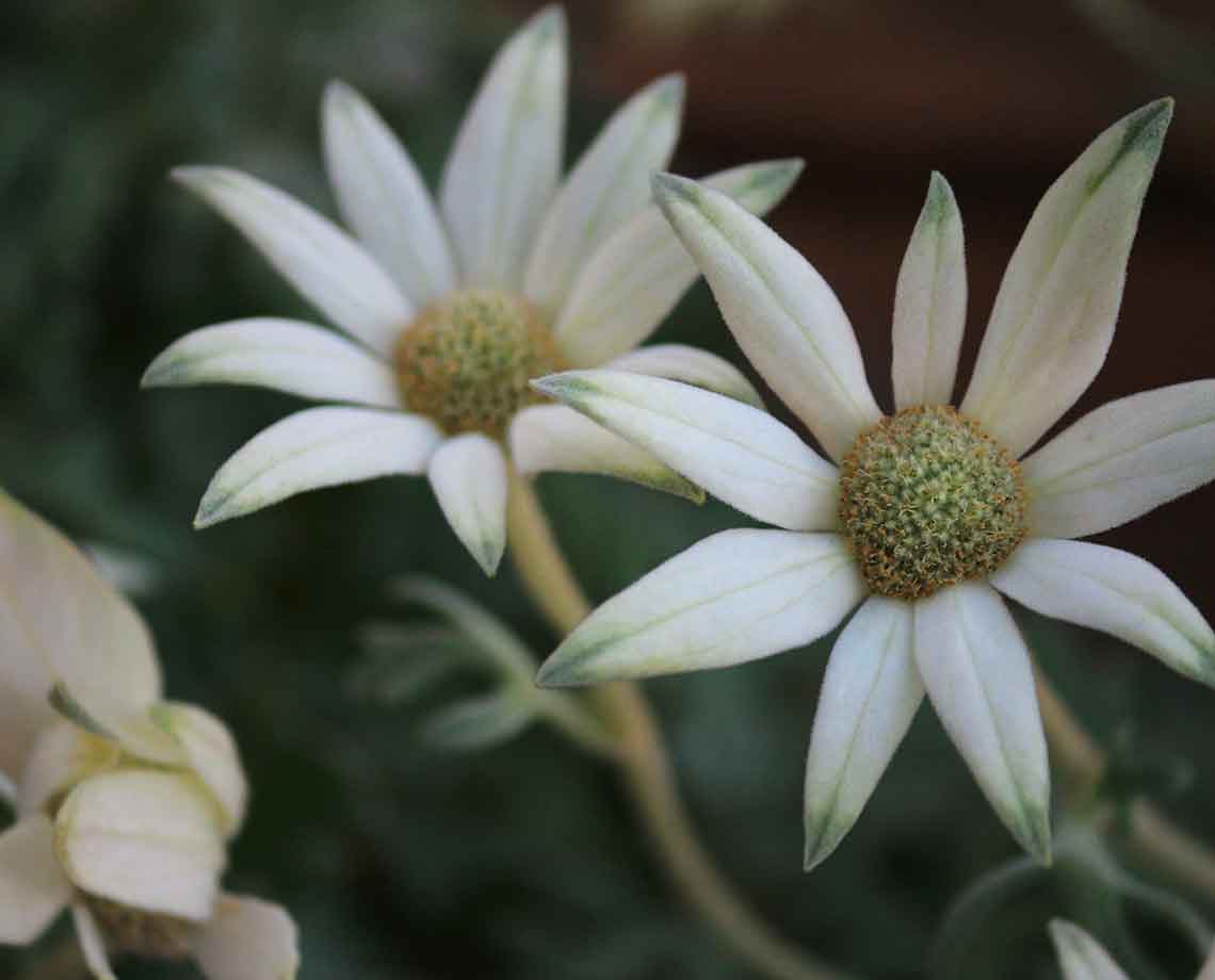 White daisy-like flowers with green-tipped petals and yellow-green centers, photographed close up against a soft blurred green and brown background.