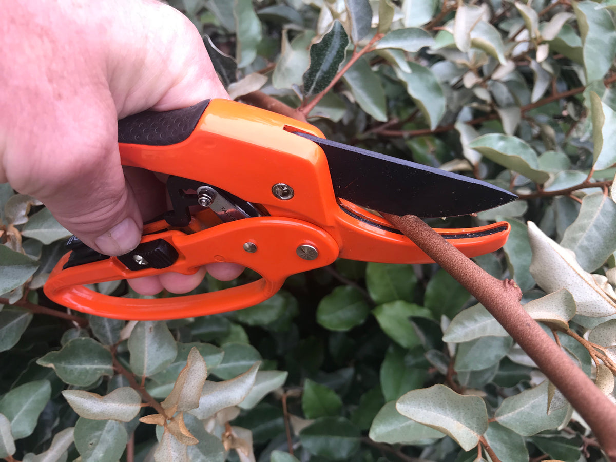 Cleanacut 4363 Professional Ratchet Secateurs